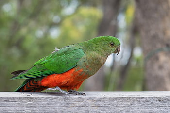 australian King Parrot, king Parrot, alisterus Scapularis, parrot, bird, ornithology, avian, animal, wildlife, bill, beak