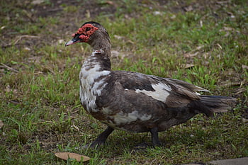 anatra, uccello, animali, piume, becchi, uccelli acquatici, uccelli d'acqua freschi, ornitologia, prato, mondo animale, Natura Mondo Animale