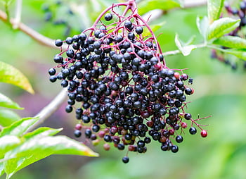 bacca nera, albero, natura, ramo, frutta, Sambuco, titolare, vitamine