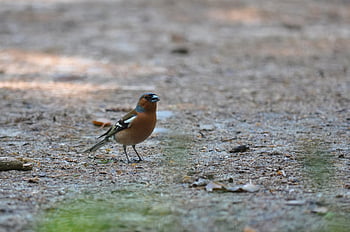 chaffinch, fringilla Coelebs, finch, songbird, bird, masculine, nature, plumage