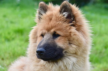 dog, female Dog, nature, eurasier Female, animal, portrait Dog Eurasier, eurasier Color Fawn, bitch Ponieblue, black Muzzle, purebred Dog, pet