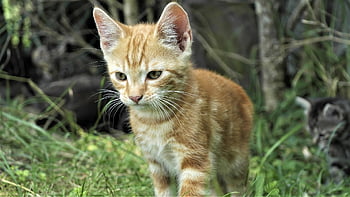kočka, domácí kočka, mladá kočka, milý, domácí zvíře, kočičí oči, zvíře, kočičí tvář, portrét, Příroda, savec