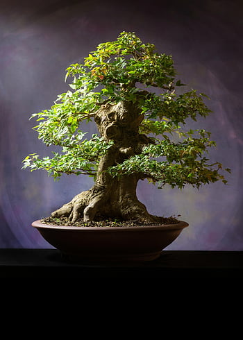 bonsai, rostlina, Příroda, hrnec, strom, listy, bonsai strom, dekorativní