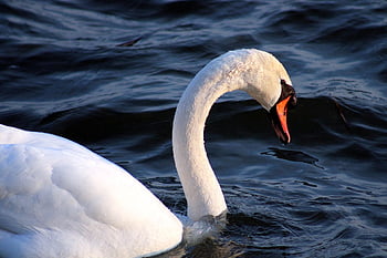 bird, ornithology, swan, nature, water Bird, species, fauna, avian, animal, beak, wildlife