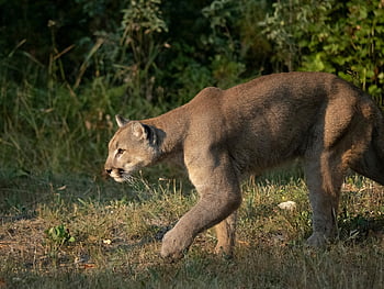 cougar, puma, animal, nature, feline, predator, wildlife, panther, mammal, cat, paws