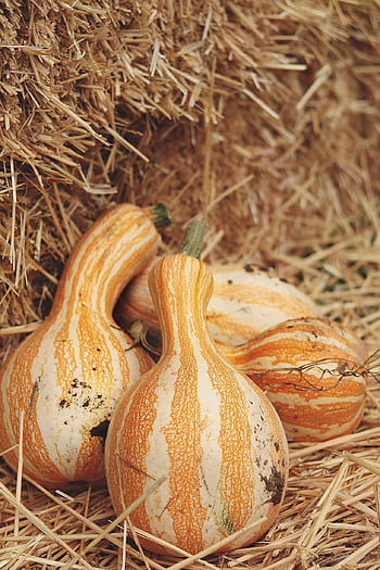 dýně, tykve, zelenina, sklizeň, podzim, podzimní nálada, díkůvzdání, sezónní, organický, zemědělství