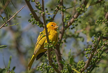 Stieglitz, Safranfink, Vogel, Wildvogel, sicalis flaveola, Vogelkunde, Vögel beobachten, Tier, Natur, Tierwelt