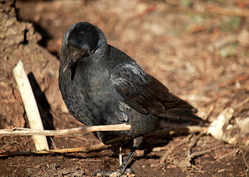 bird, crow, spring, birds, feathers, nature, plumage