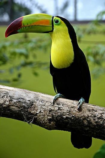 Black and Green Toucan, tree branch, colorful beak, tropical bird, wildlife photography, nature scene, exotic animal, vibrant plumage, forest habitat, bird species, close-up shot