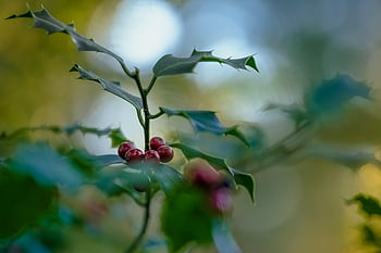 holly, ilex, berry, fruit, red Berries, plant, christmas, advent