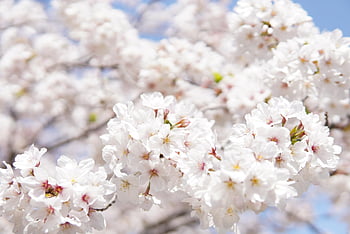japansk kirsebærblomst, blomst bakgrunn, hvit, vakre blomster, blomster, tre, grener, blomstre, kirsebærblomster, blomst, hvite blomster