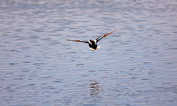 bird, northern Shoveler, ornithology, species, fauna, avian, animal, wildlife, flying, duck, waterfowl