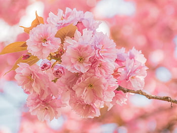 cherry Blossoms, sakura, pink Flowers, blossoms, spring, bloom, nature, close Up