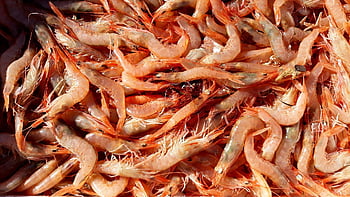 scampi, jídlo, krevety, plody moře, rybí pokrm, báječný, užívat si, zdravý, výživa