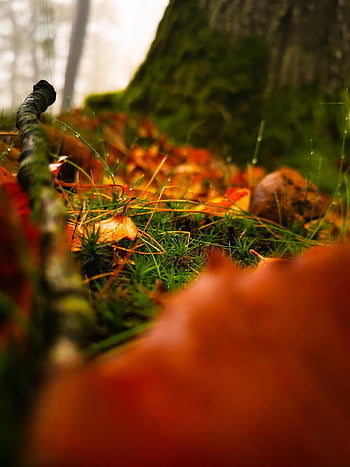 forest, forest Floor, autumn, nature, grass, mulch, moss, leaves, litter, mushroom, micro