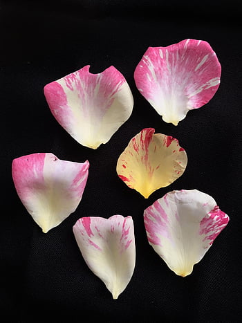 rose, variegated, yellow, pink, striped, loose, scattered, bloom, colorful, blossom, floral