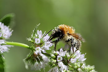 Trzmiel polny, pyłek, trzmiel, bombus, owad, zapylać, zapylanie, kwiat mięty, pszczoła, roślina, Natura
