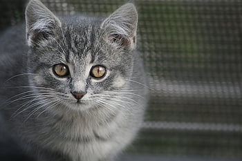 animale, viso, avvicinamento, gatto, felino, occhi, animale domestico, naso, barba, pelliccia, ritratto