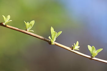 sprouted, boy Shoots, nature, growth, spring, young Leaves, shrub, green Leaves, branch, grow, spring Awakening
