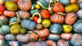 kurpitsat, gourds, vihreä kurpitsa, oranssi kurpitsa, keltainen kurpitsa, syksy sisustus, vilkas valikoima, eri värejä, erilaisia ​​muotoja, syksyn sato, kausiluonteiset tuotteet