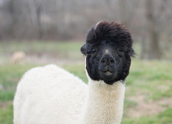 alpaca, llama, lama, animal, head, livestock, fur, wool, hair, furry, portrait
