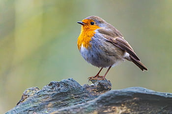 roodborstje, vogel, dier, Europese Robin, veren, dieren in het wild, zangvogel, bek, gevederte, boom, natuur