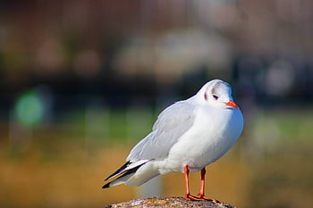 racek, ptáků, pozorování ptáků, zvíře, Příroda, volně žijících živočichů, fauna, námořní