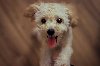 barboncino color crema, cucciolo soffice carino, lingua fuori, Immagini gioiose, amanti degli animali domestici, cane birichino, cucciolo adorabile, cane felice, piccolo cane, cucciolo giocoso, barboncino crema