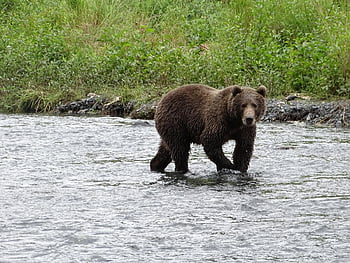 brown Bear Giant, kodiak, hunt, salmon, animal, bear, savage, nature, river, mammals, fish