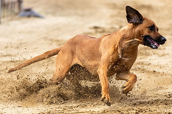 dostihy psů, závodní dráha, běh, Příroda, sportovní, Psí sport, lov králíků, zvíře, Na lov, rhodeský ridgeback