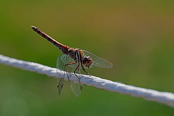 dragon-fly, insect, nature, entomology, wildlife, symptom, heidelibelle
