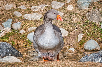 Oca, oca selvatica, animale domestico, uccello acquatico, piume, abbeveratoio, pietre, prato