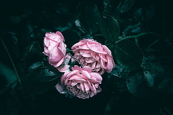 roses, rose Flowers, bloom, blooming, blooming Flower, bright, close Up, colorful, droplets, drops, flora