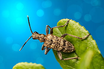serangga, kumbang, ilmu serangga, jenis, makro, kumbang longhorn berbintik hitam, hama, arthropoda, rhagium mordax, merapatkan, kecil