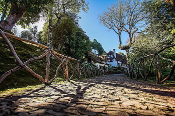 portugal, madeira, island, vacations, nature, heaven, atlantic, summer, range, flower Island, santana