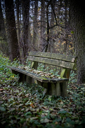 hnědé dřevěné lavice, podzimní les, spadané listí, stromy, venkovní posezení, přírodní scéna, klidné nastavení, Lavička v parku, lesní lavice, venkovní nábytek, podzimní listí