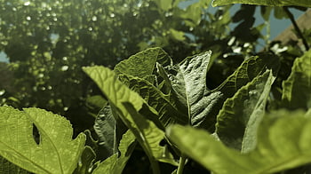 fig Leaves, algeria, timgad