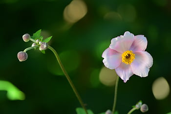 flowers, petals, buds, stems, flower Background, bokeh, nature, garden, beautiful Flowers, flower Wallpaper, bloom