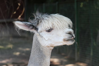 alpaca, llama, animal, peru, farm Animal, wildlife