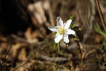 anemone, flower, nature, beautiful Flowers, spring, blossom, white, brown Spring, flower Wallpaper, flower Background, brown Flower