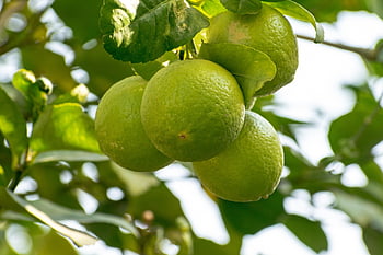 ovoce, Příroda, citrus, citrusové plody, listy, zelené listy, sklizeň, vyrobit, organický, čerstvý, rostlin