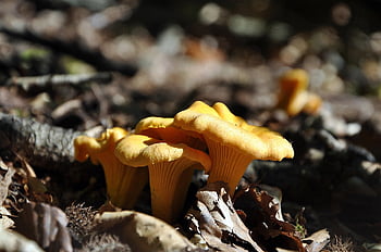 chanterelles, μανιτάρια, μύκητες, φαγητό, φθινόπωρο, δάσος, φύση