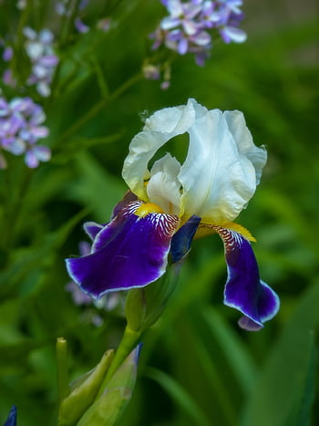 flower, iris, spring, bloom, beautiful, flora, nature, botany, blossom