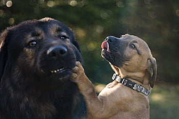 dogs, animal, pet, dog, daughter, happy, puppy, dad
