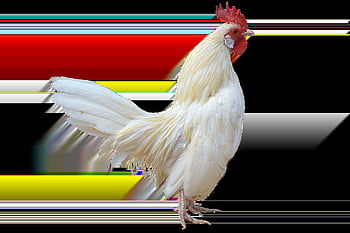 png, cazzo bianco, gallo, uccello, uccello domestico, natura, allevamento di uccelli