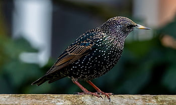bird, starling, beak, branch, scavenger, nature, avian, perched, animal, close Up, feathers