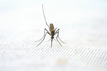 mug, detailopname, gedetailleerd, gestructureerd oppervlak, witte achtergrond, insect, macrofotografie, entomologie, plaag, vector, ziektevoorziening