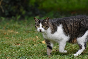 kočka, Příroda, kotě, Kočkovitý, kníry, domácí zvíře, savec, domácí kočka, kočičí oči, zvíře