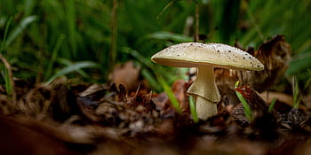 houba, houby, les, Příroda, podzim, organický, přírodní