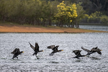 cormorants, great Cormorants, lake, phalacrocorax Carbo, birds, animals, bird Watching, ornithology, nature, water Birds, avian